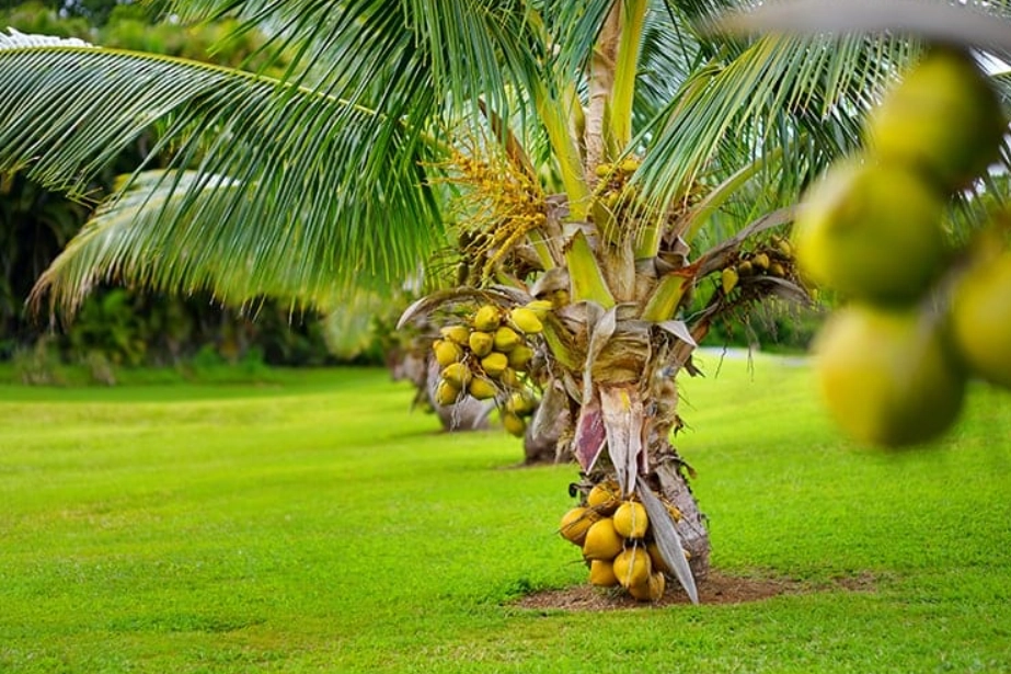 椰子樹安全修剪