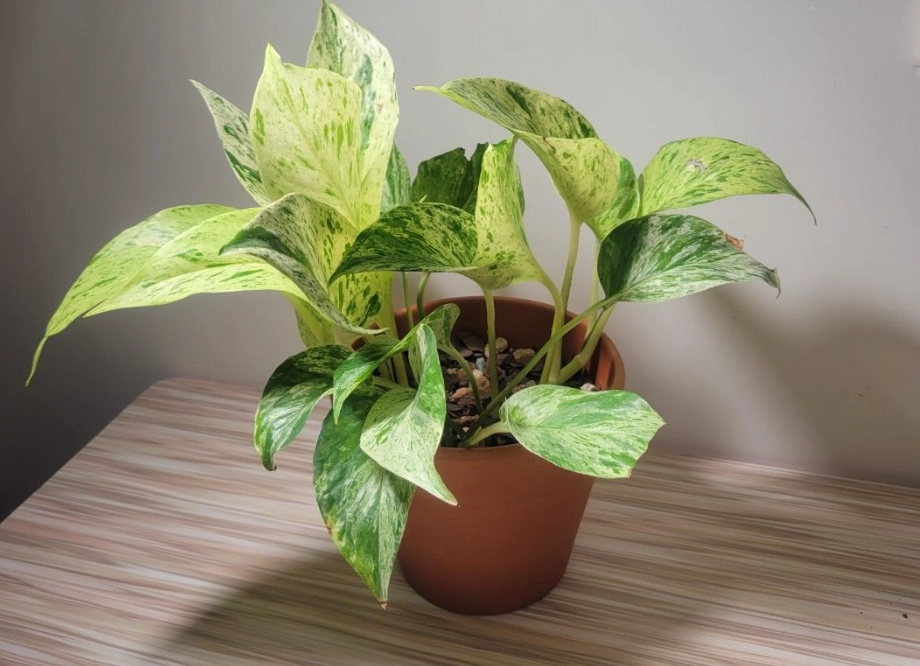 大理石皇后黃金葛水耕