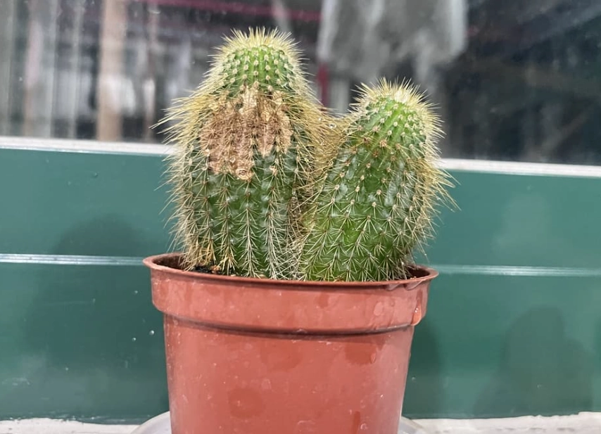 仙人掌曬傷預防