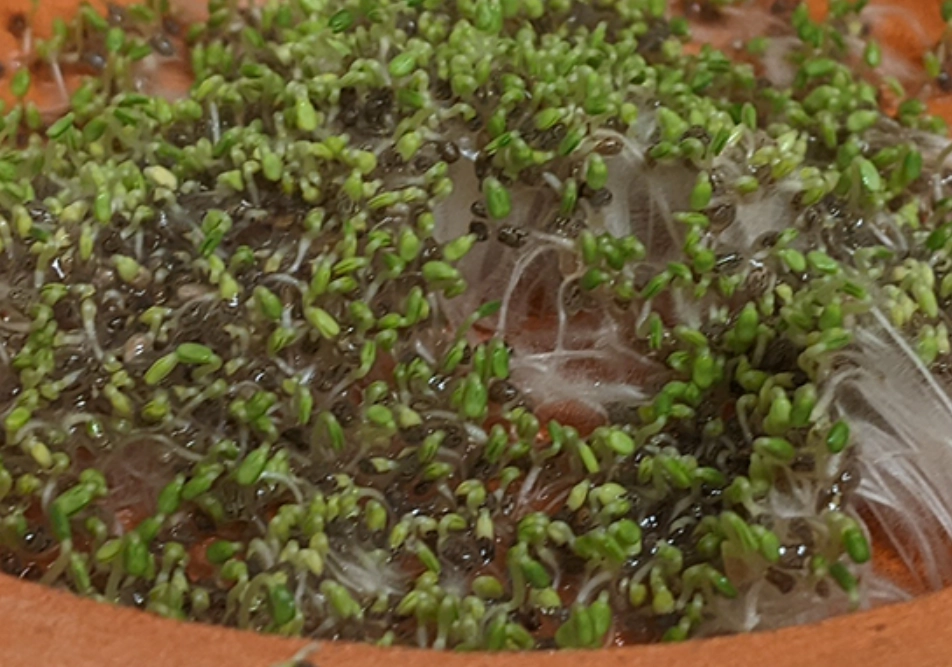 奇亞籽芽營養價值