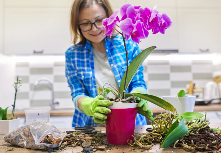 蘭花什麼時候移植