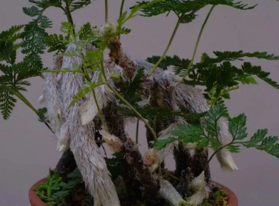 蕨類植物澆水