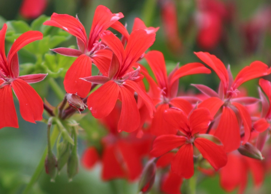 杜鵑花拍照技巧