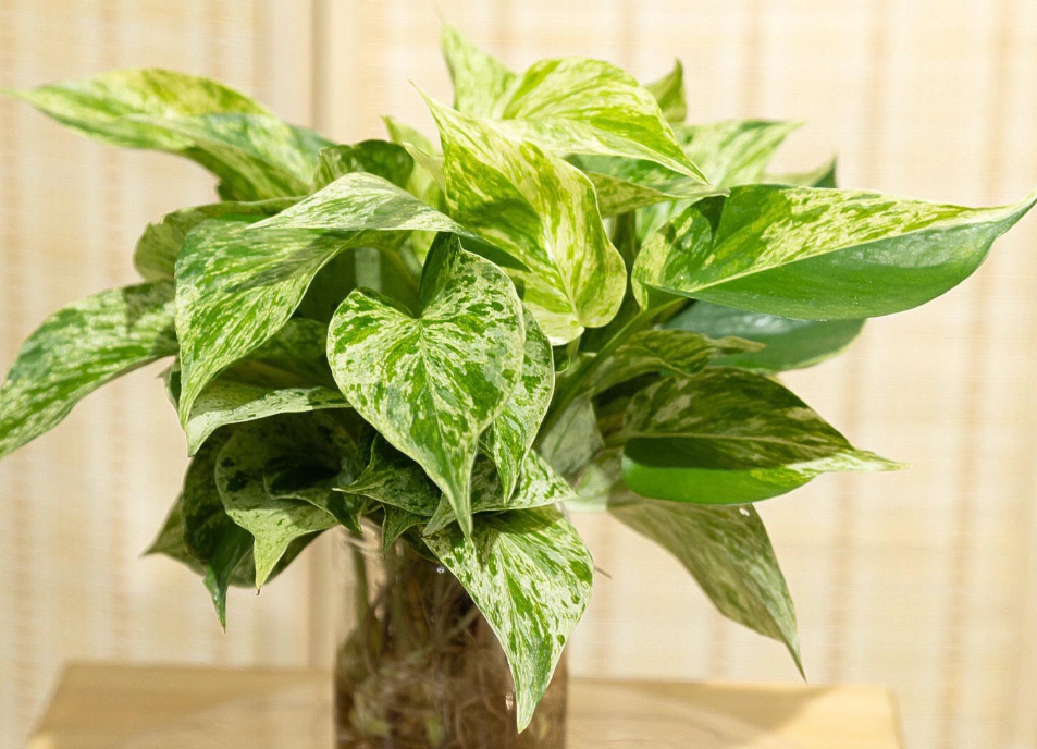 大理石皇后黃金葛繁殖