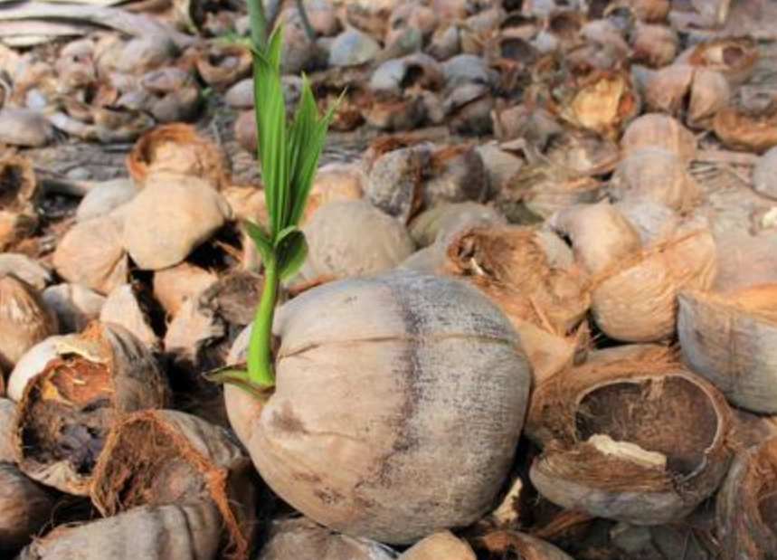 椰子發芽