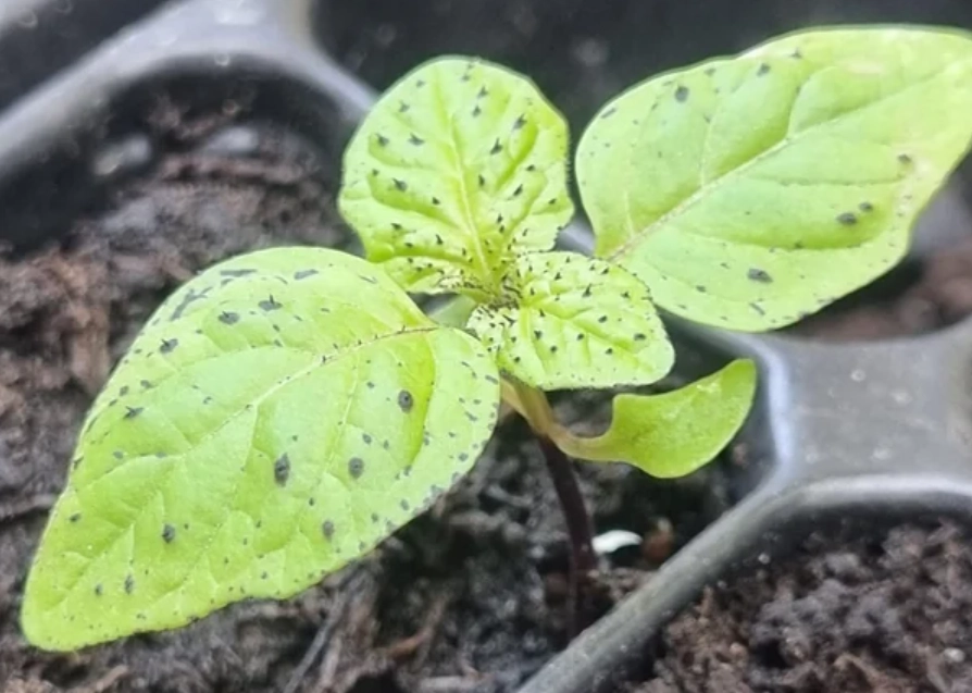 燈籠果幼苗照顧