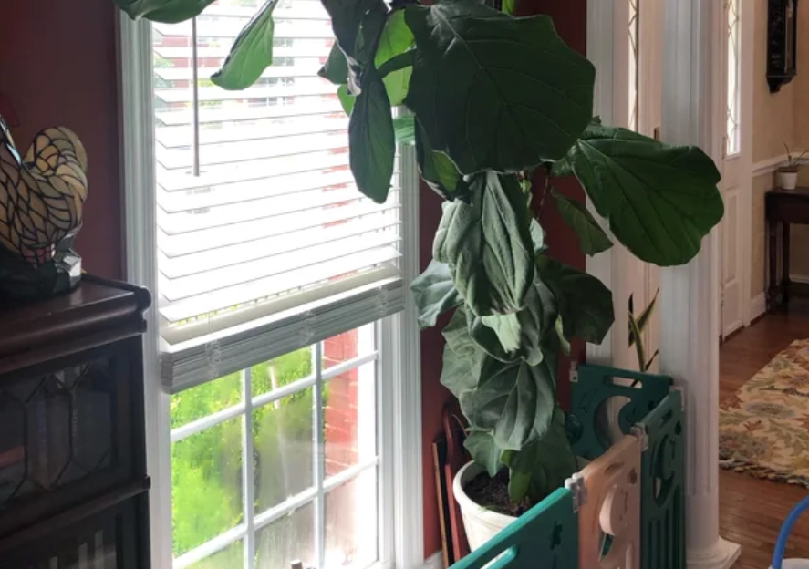 琴葉榕葉子下垂原因