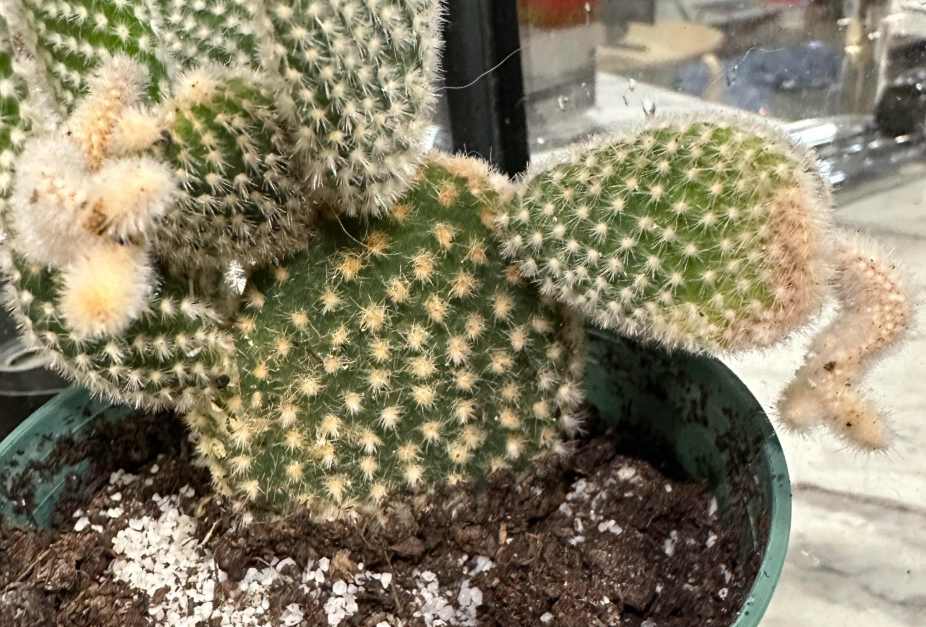 仙人掌曬傷症狀