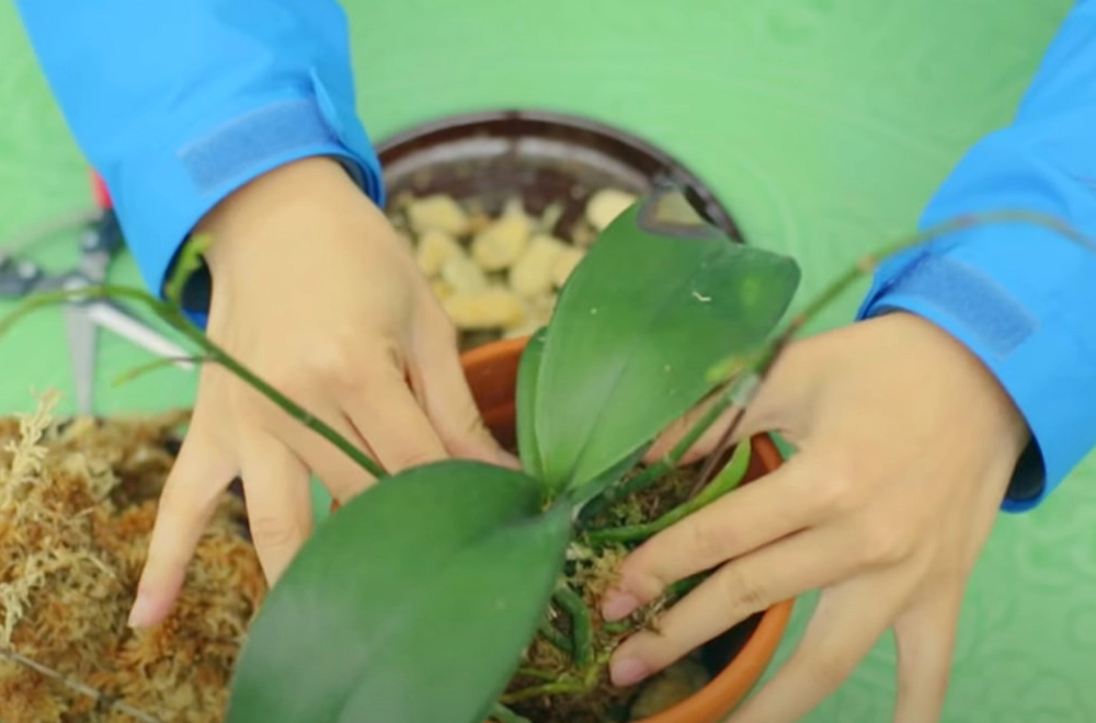 蘭花移植步驟