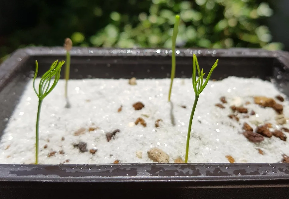 黑松種子育苗方法