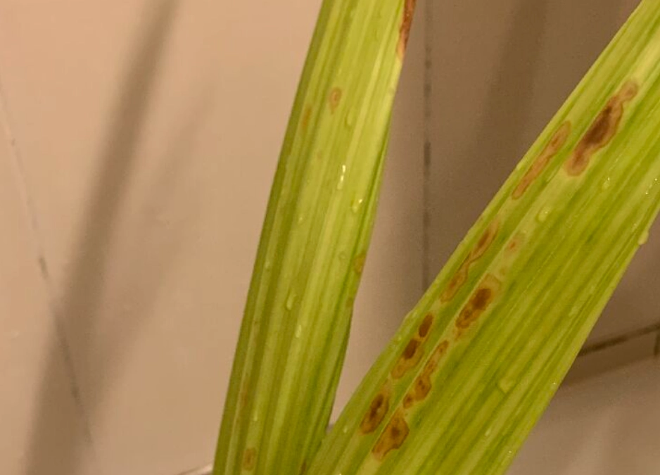 室內植物病蟲害