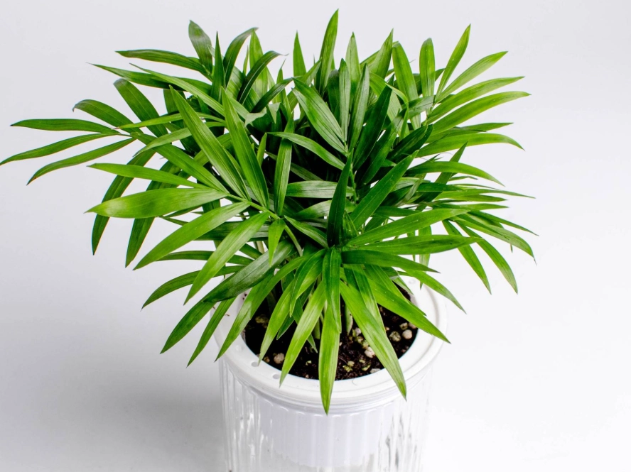 袖珍椰子 長不高