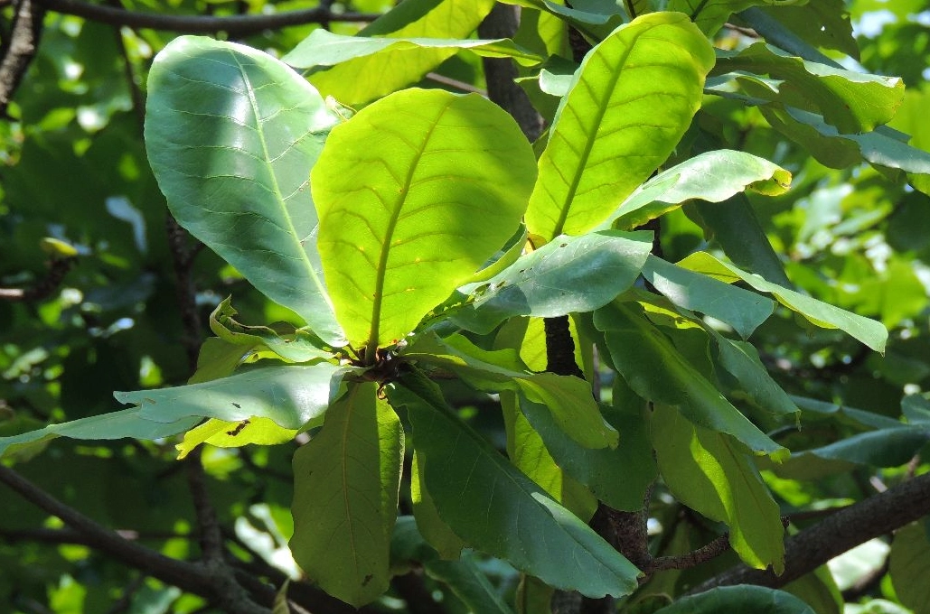 大葉欖仁修剪注意事項 大葉欖仁修剪注意事項