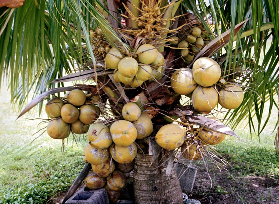 椰子樹安全修剪