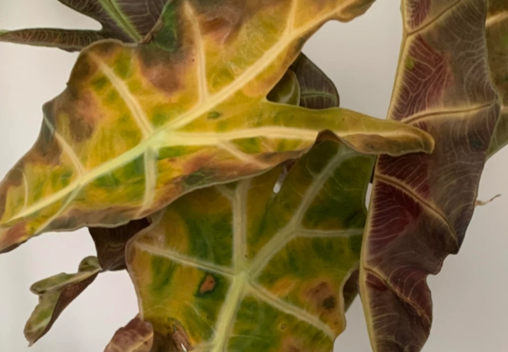 室內植物 葉黃 處理