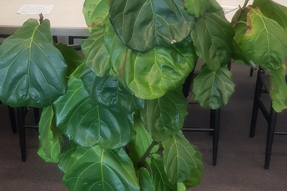 室內植物葉子下垂處理