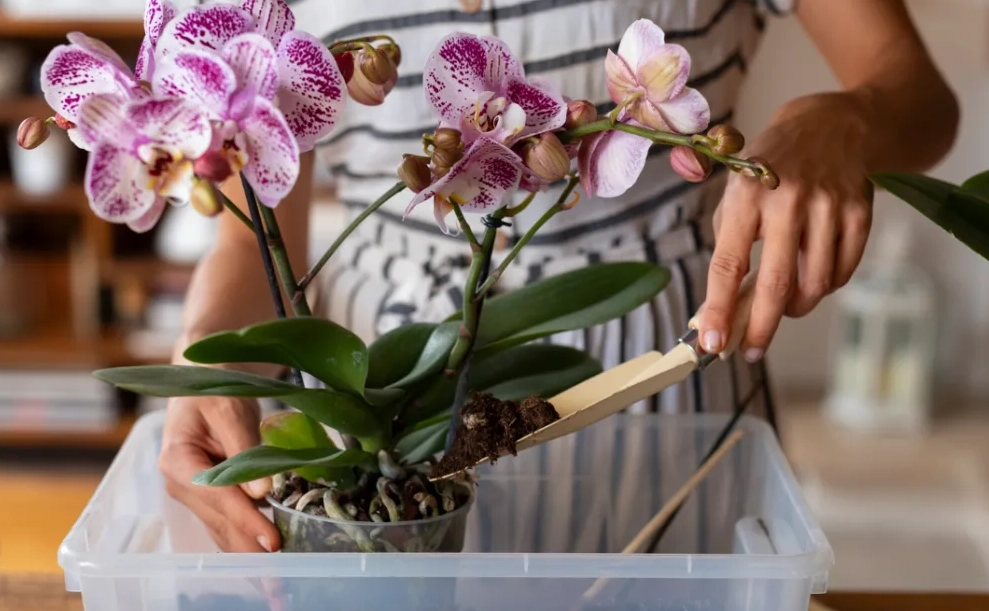 蘭花什麼時候移植