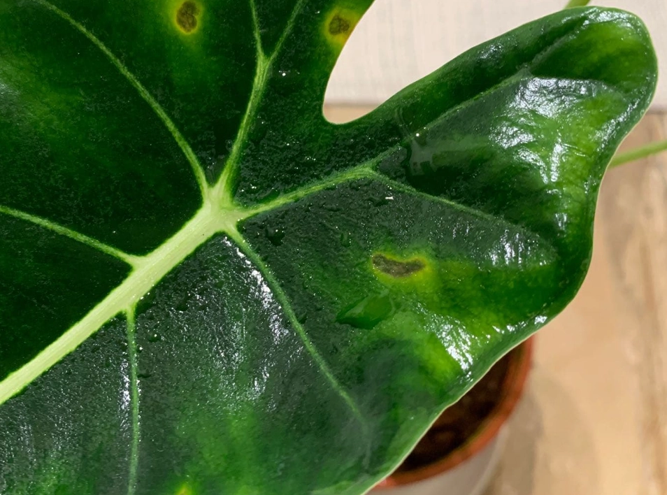 觀音蓮葉片出水