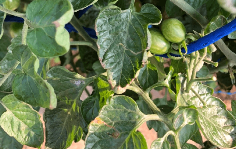 叶子卷起来怎么救