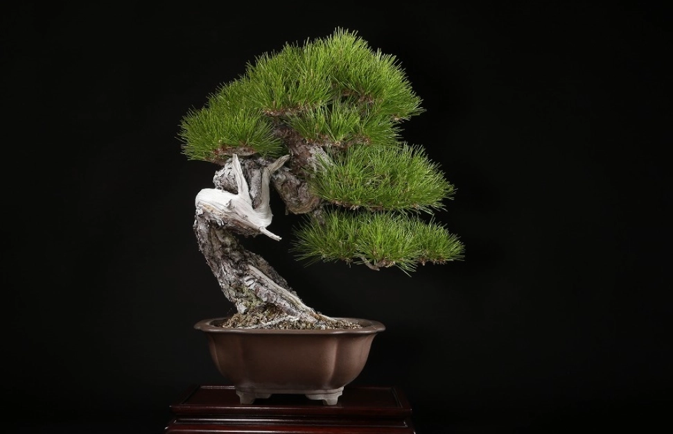 赤松 盆栽 照顧