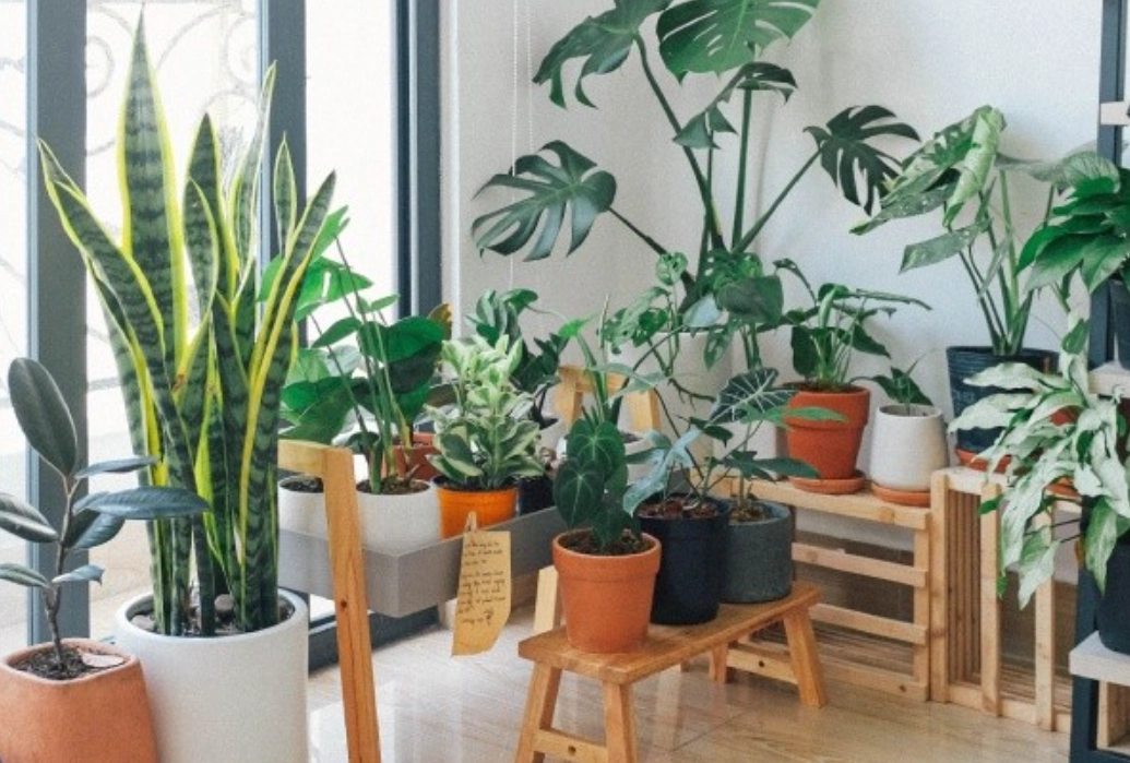好養室內植物