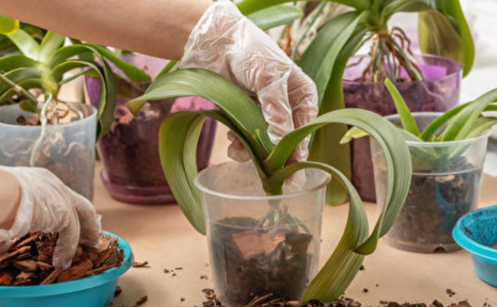 蘭花換盆技巧
