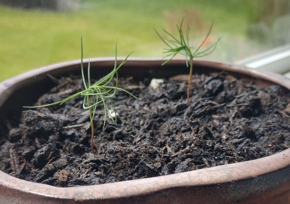 黑松種子育苗方法