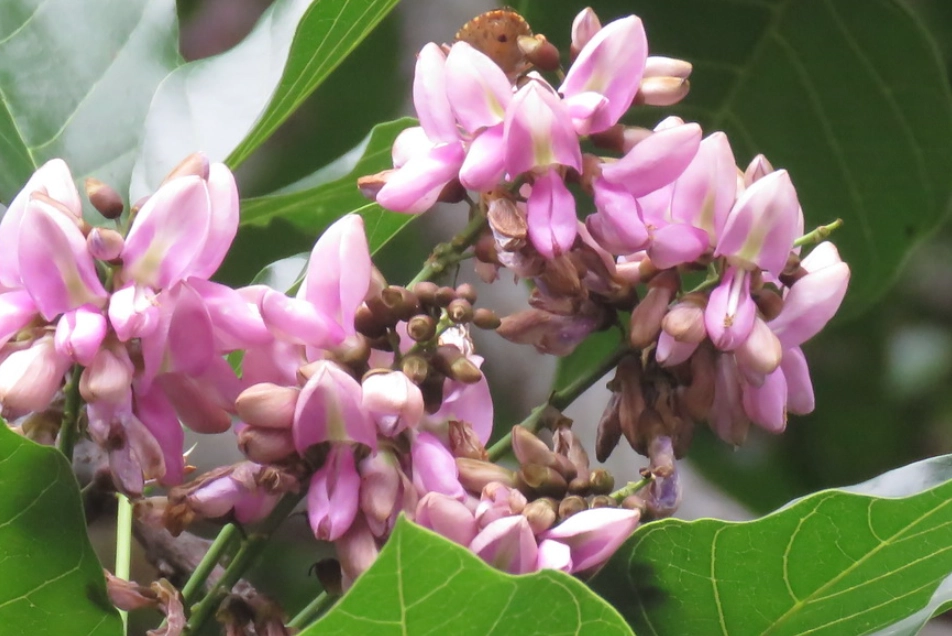 水黃皮觀賞地點