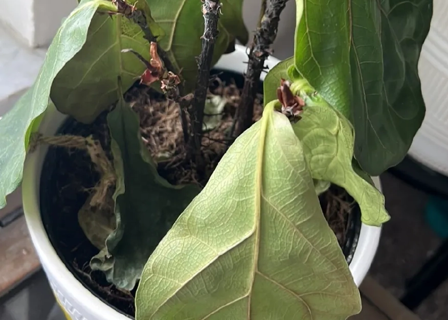 琴葉榕澆水方法