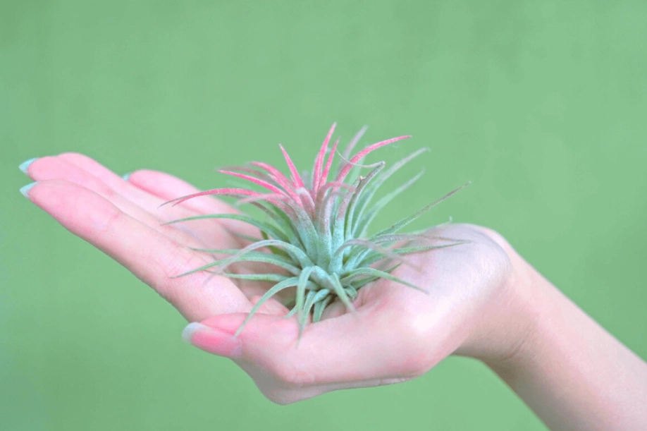 空氣鳳梨照顧方法