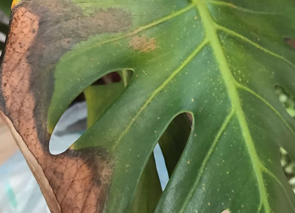 龜背芋 葉子焦黃