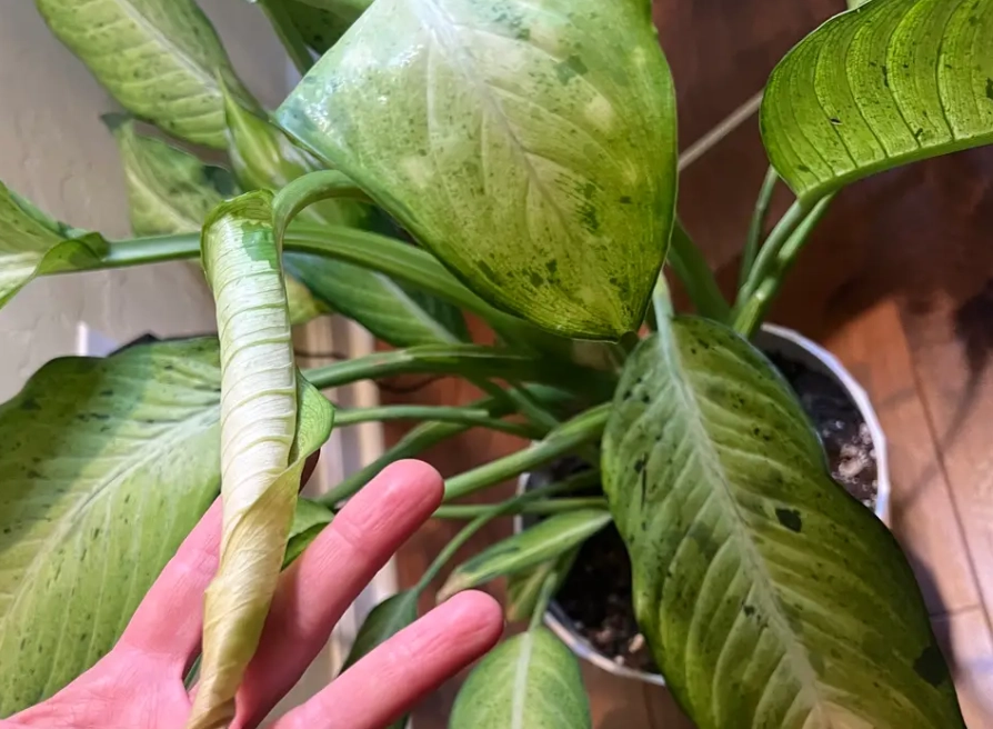 多肉植物分泌黏液