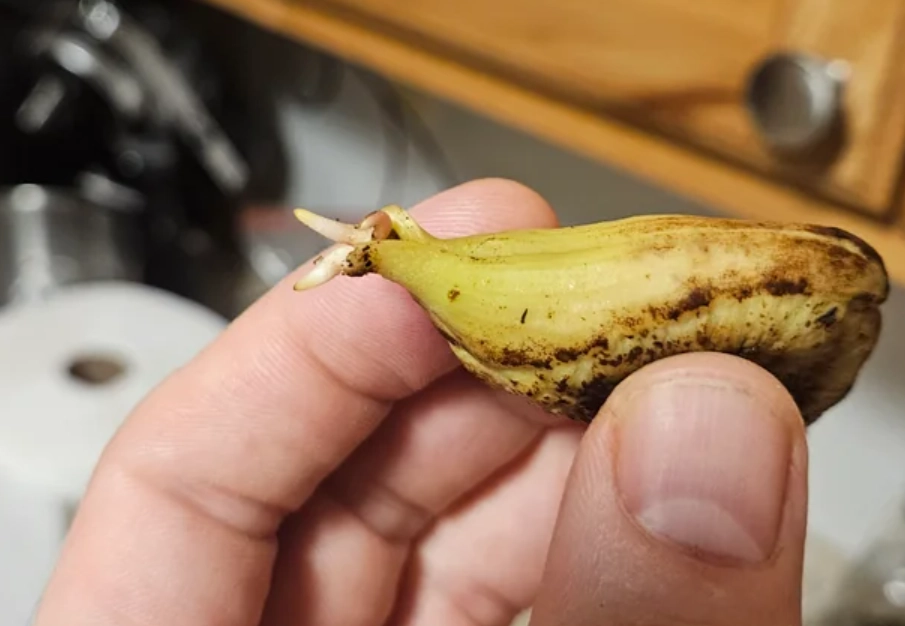 芒果種子怎麼種