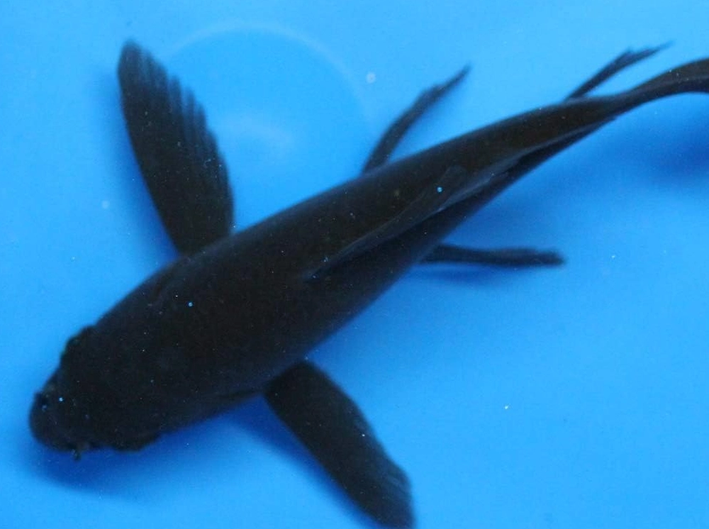 黑色大魚夢境解析