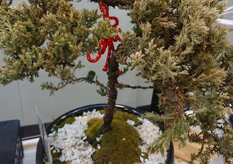 針柏樹救活方法