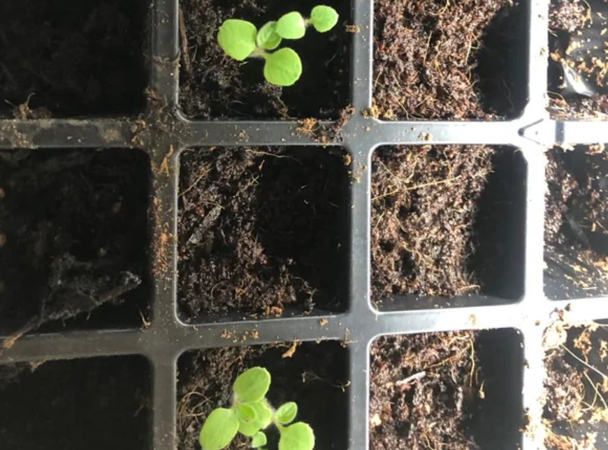 燈籠果幼苗照顧