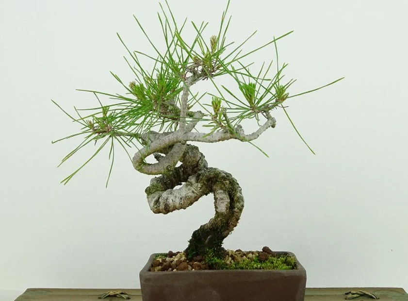 赤松 盆栽 造型