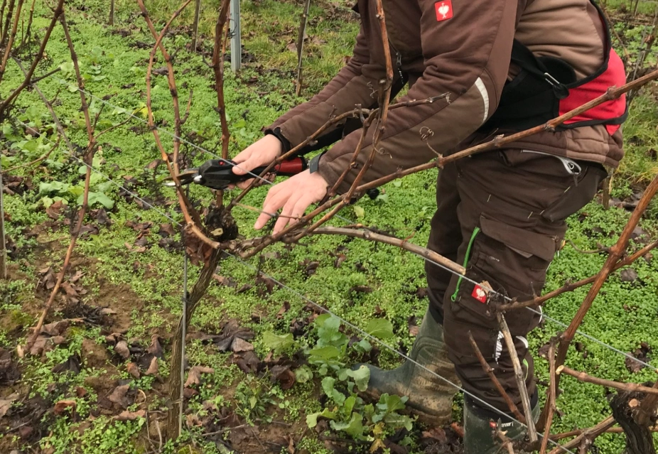 葡萄樹修剪季節