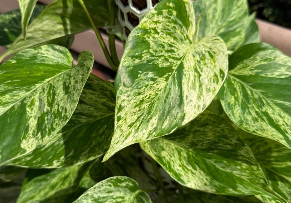 大理石皇后黃金葛照顧