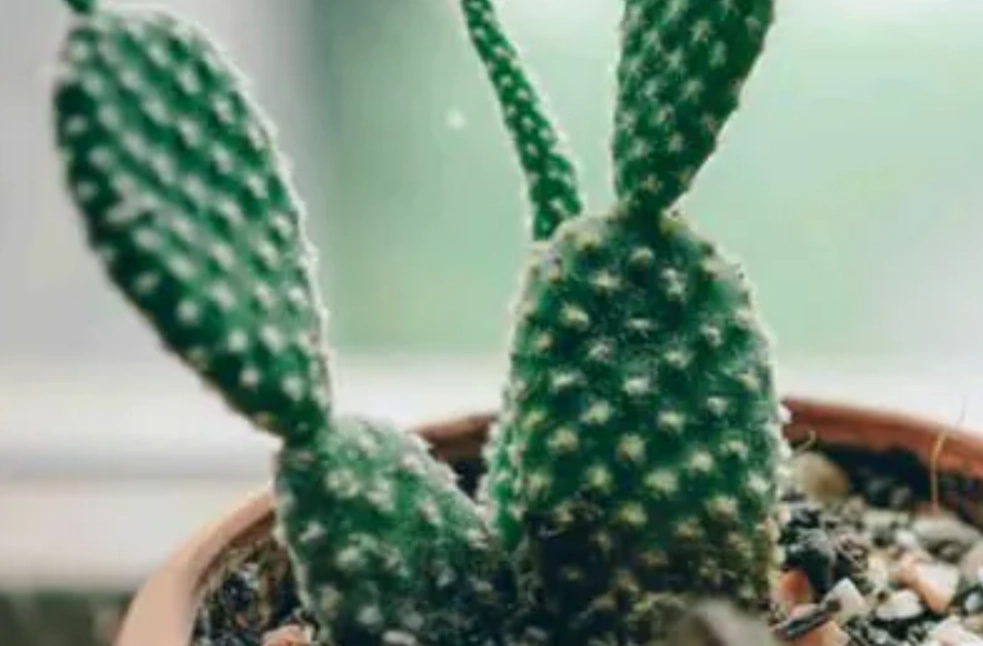 仙人掌萃取物抗老