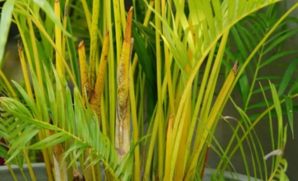 黃椰子葉子黑點