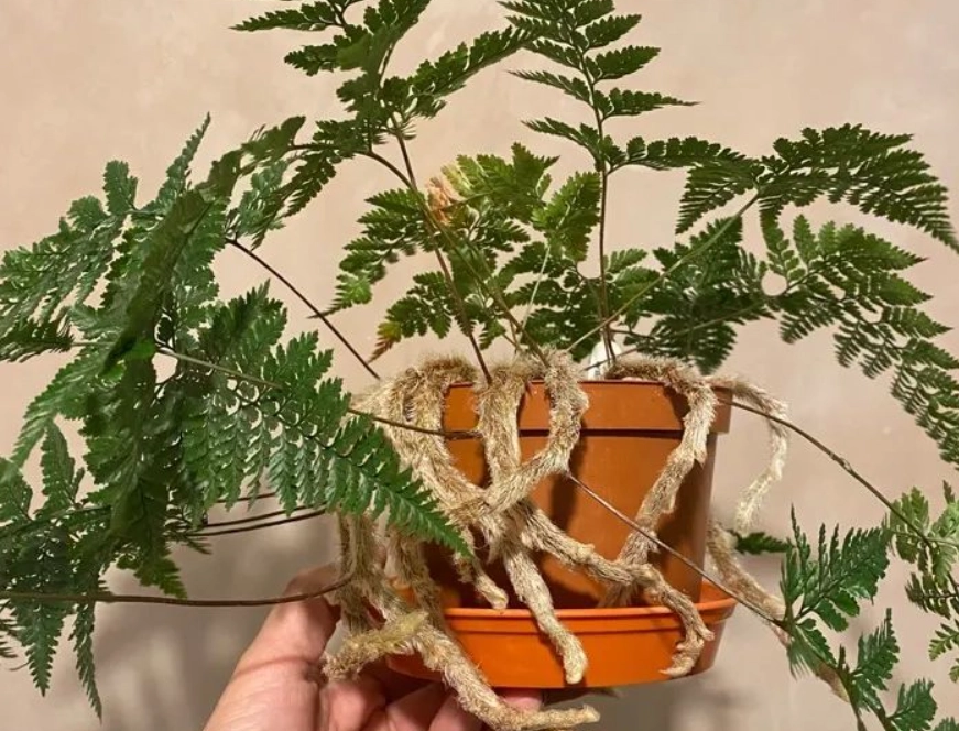 蕨類植物澆水