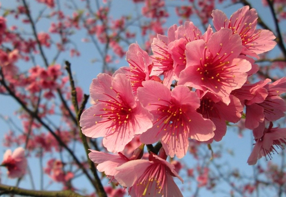 杜鵑花拍照技巧