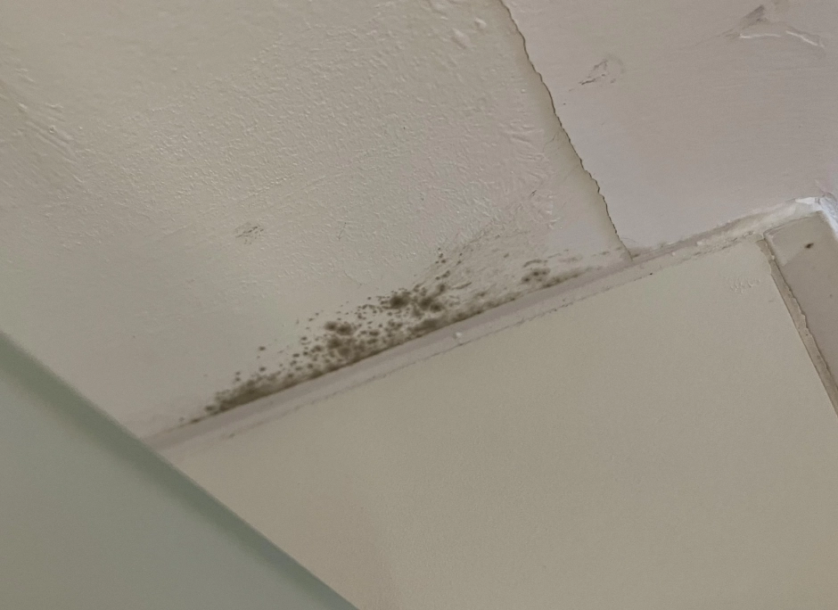 天花板發霉原因