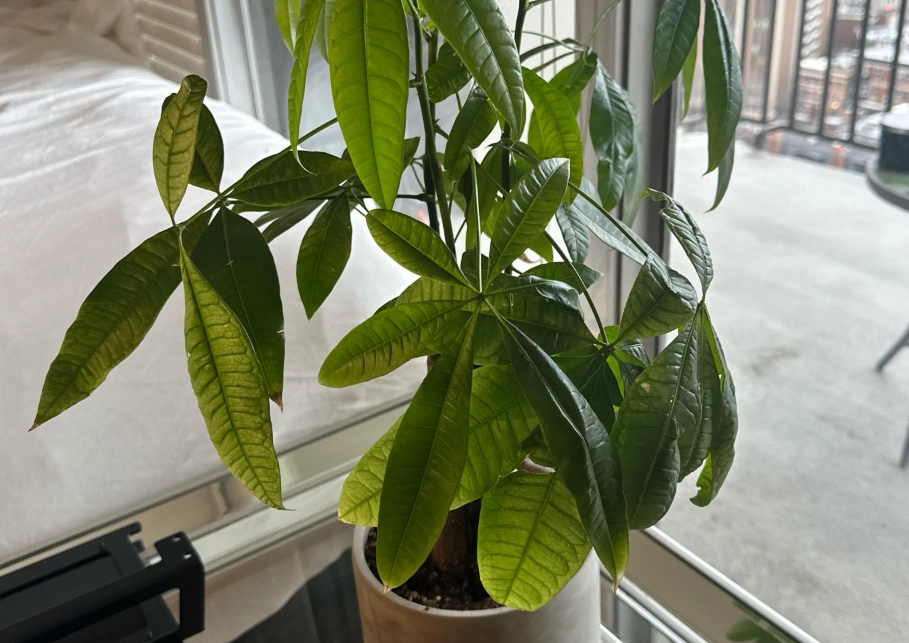 金錢樹澆水頻率