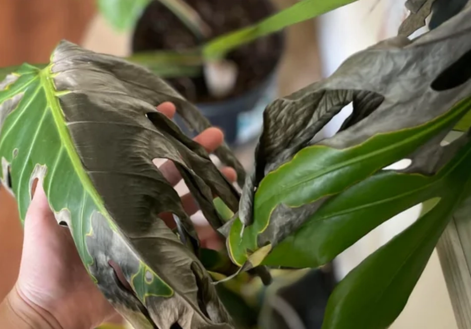 龜背芋曬傷處理