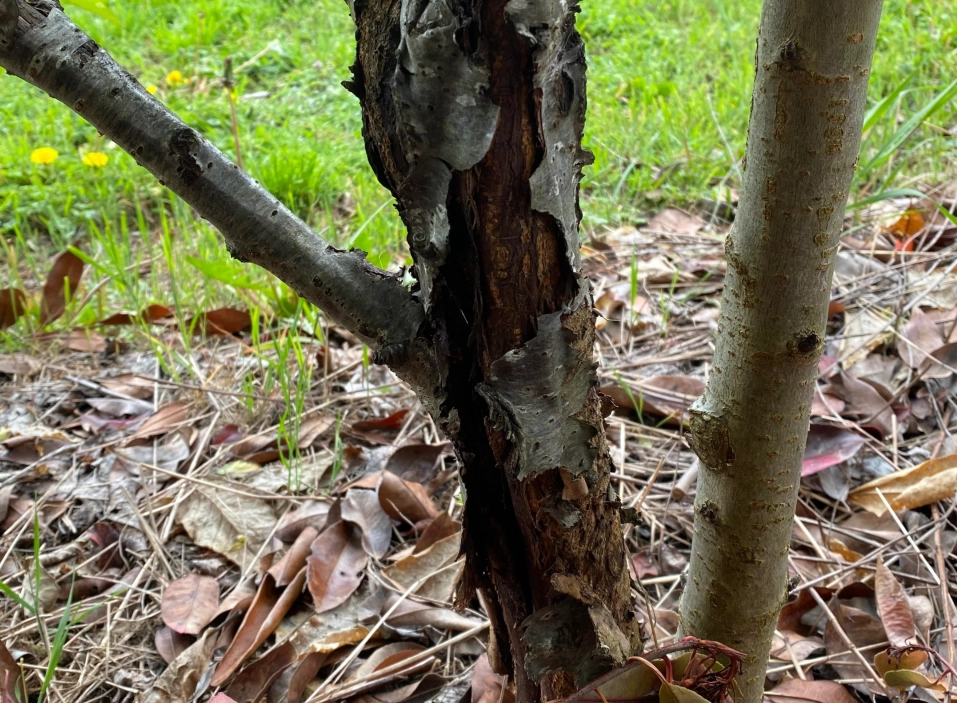 树皮剥落原因