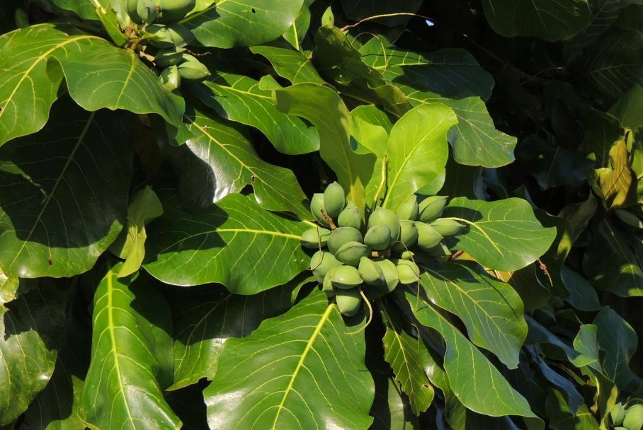 大葉欖仁修剪時間 大葉欖仁修剪時間