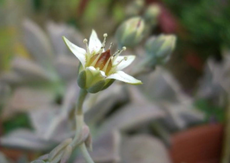 多肉植物開花