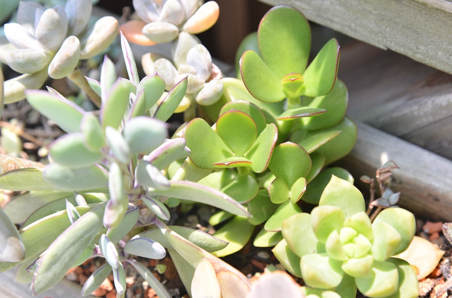 多肉植物補光燈